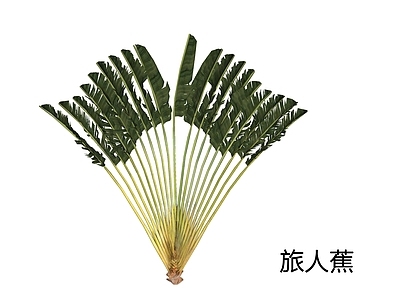 乔木 旅人蕉 棕榈植物 热带植物 3D行道树