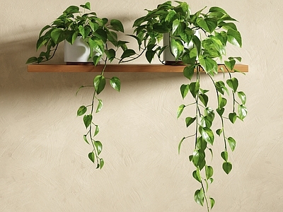 盆栽 植物盆栽