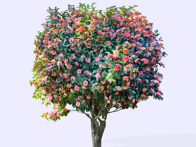 乔木 山茶花 茶梅 花乔木 常用花灌木