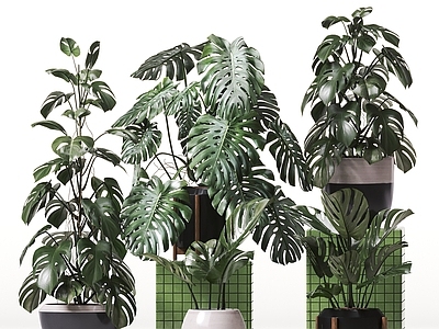 盆栽 现代盆栽植物 绿植 龟背竹