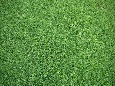 现代自然地面 草坪
