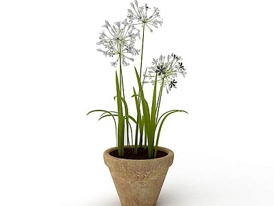 现代室内盆栽植物