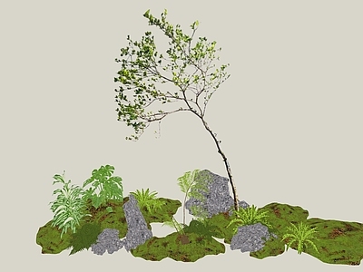 乔木 2D精品海岛栀子 海岛栀子花 中式意境植物 杂木风庭院植物 庭院骨架小乔木
