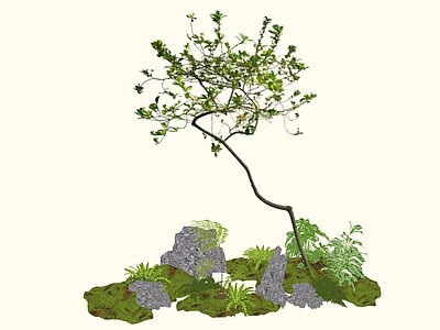 乔木 2D精品海岛春花 石斑木 白杏花 杂木风庭院植物 庭院骨架小乔木