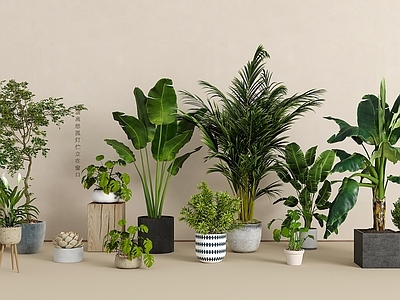盆栽 绿植盆栽组合