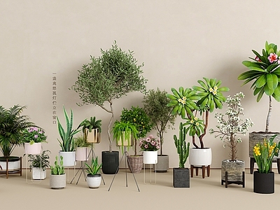 盆栽 绿植盆栽组合