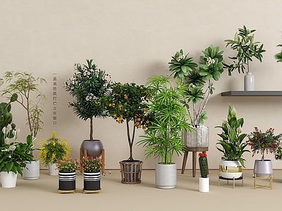 盆栽 绿植盆栽组合