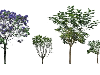 2D乔木 景观行道树 开花乔木 蓝花楹 行道树 树池乔木