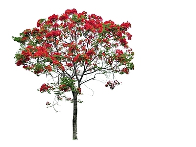2D乔木 景观树 行道树 凤凰木 蓝花楹 开花乔木