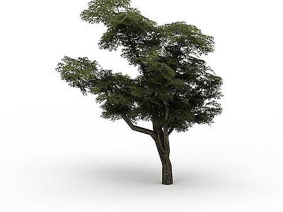 现代景观树