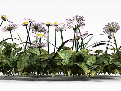 现代花草