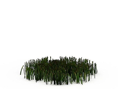 现代公园植物