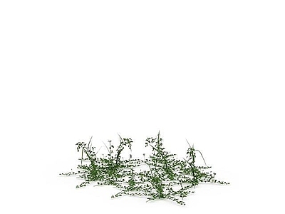 现代公园植物