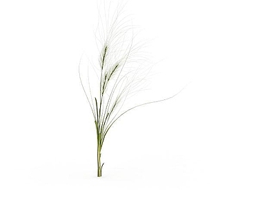 现代野草