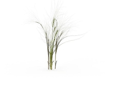 现代植物野草