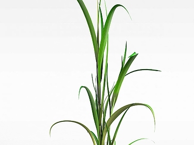 现代公园花草