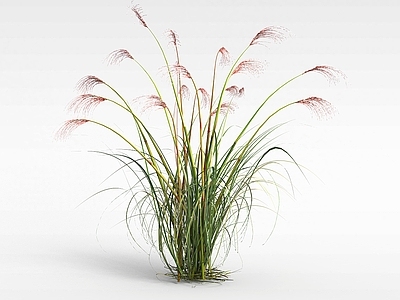 现代芦苇草