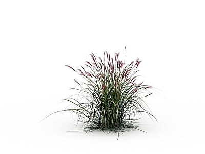 现代芦苇草