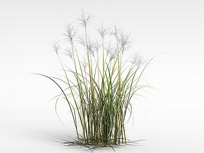 现代野草