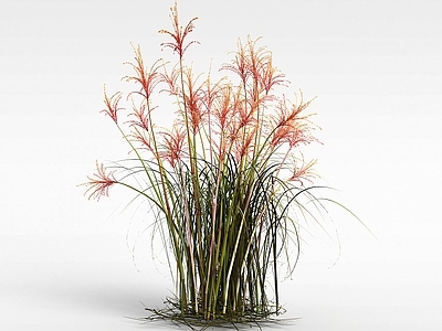 现代芦苇草