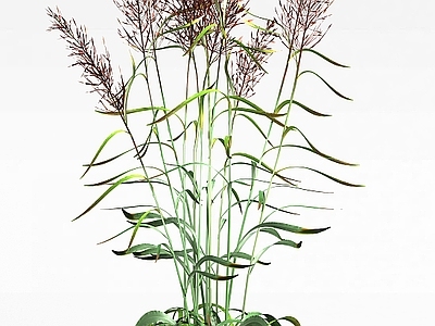 现代芦苇草