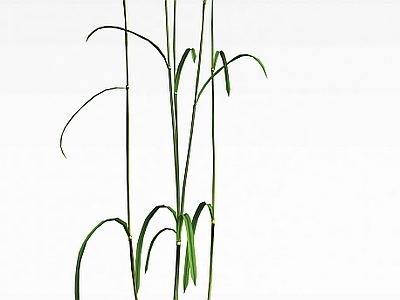 现代 野草