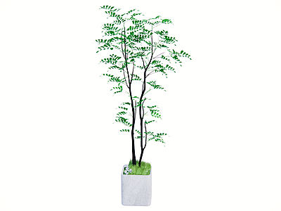 盆栽 装饰植物 绿植 室内植物