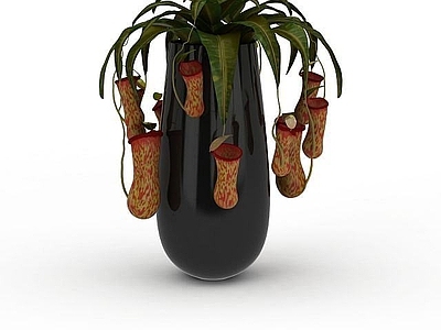 现代佛龛 猪笼草盆栽
