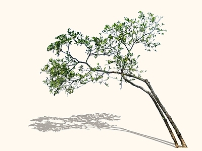 乔木 2D精品海岛栀子 海岛栀子花 中式意境植物 杂木风庭院植物 庭院骨架小乔木