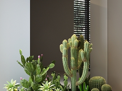 植物堆 植物堆 多肉 仙人掌 仙人球 装饰镜