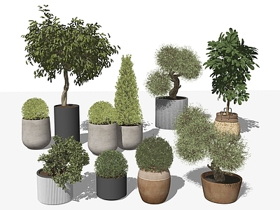 盆栽 绿植盆栽组合 盆栽 植物盆栽 室内绿植盆栽 室外盆栽
