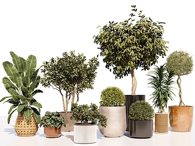 盆栽 绿植盆栽组合 盆栽 植物盆栽 室内绿植盆栽 室外盆栽 芭蕉叶