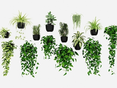 藤蔓 盆栽绿植 阳台吊篮 花盆吊篮植物 藤蔓绿植 绿萝花盆