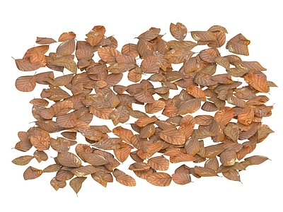 植物堆 落叶 树叶 枯叶 落叶堆 枯树叶