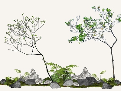 乔木 2D精品海岛春花 石斑木 白杏花 杂木风庭院植物 庭院骨架小乔木