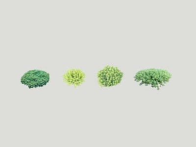 花草 2D中华景天 佛甲草 花镜植物素材 地被植物