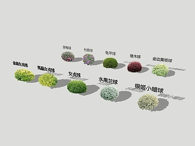 灌木 2D灌木球素材 继木球 亮晶女贞球 花镜植物素材 灌木球