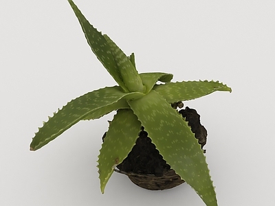 其他绿植 植物