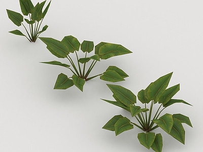 其他绿植 植物