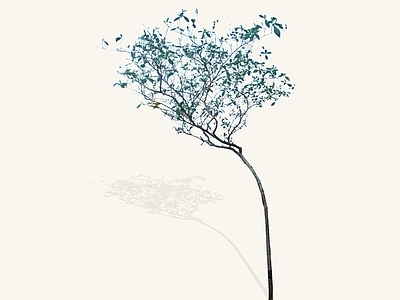 乔木 2D精品海岛春花 石斑木 白杏花 杂木风庭院植物 庭院骨架小乔木