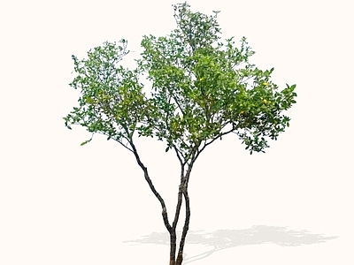 乔木 2D精品海岛栀子 海岛栀子花 中式意境植物 杂木风庭院植物 庭院骨架小乔木