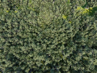 现代自然地面 森林植被 景观地面
