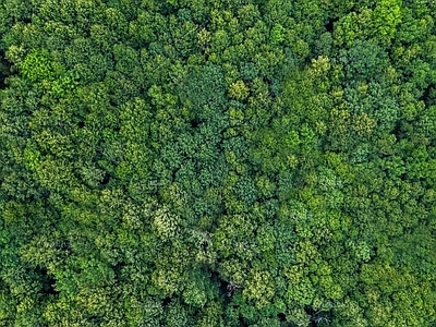 现代自然地面 森林植被 景观地面