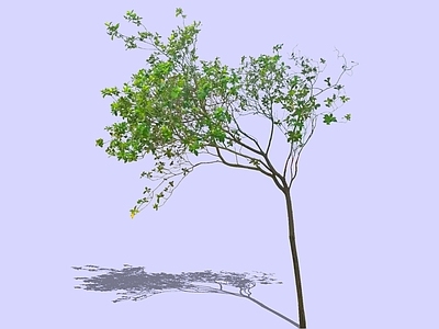 乔木 2D精品海岛栀子 海岛栀子花 中式意境植物 杂木风庭院植物 庭院骨架小乔木