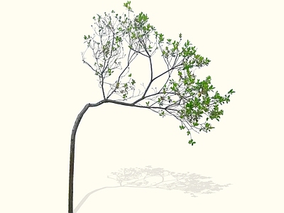 乔木 2D精品海岛春花 石斑木 白杏花 杂木风庭院植物 庭院骨架小乔木