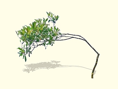 乔木 2D精品海岛春花 石斑木 白杏花 杂木风庭院植物 庭院骨架小乔木
