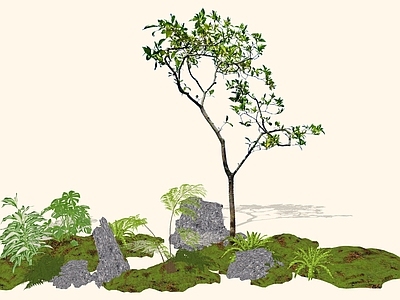乔木 2D精品海岛栀子 海岛栀子花 中式意境植物 杂木风庭院植物 庭院骨架小乔木