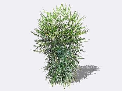 灌木 2D孔雀木 手树