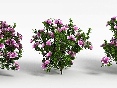 现代园林花