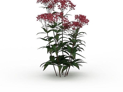 现代红花